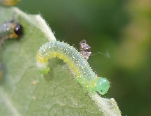 Réf. 303 839 : Euura ribesii